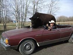 1,600 pound Buffalo rides in convertible-untitled2.jpg