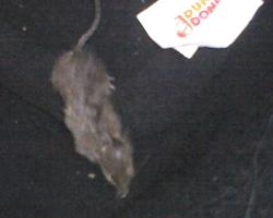 8 Car wash - mouse in the dash-img047.jpg