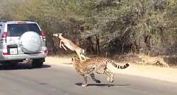 Impala Leaps into a prado (GX)-impala-jump.jpg