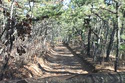 The GX at the Pine Barrens-scrambling-through-the-woods.jpg