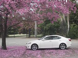 Beautiful car and beautiful tree.-img_1814.jpg