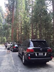 Random LX Picture of the Day - Post Yours-2015-sequoia-001.jpg