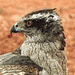 otterock's Avatar