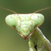 mantis's Avatar