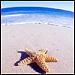 beach's Avatar