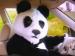 panda327's Avatar